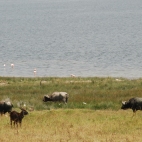Water buffalo, a waterbuck, and flamingos.