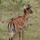 Oxpeckers on an impala. Oxpeckers pick off and eat ticks and other bugs. This gal will be healthier for their visit.